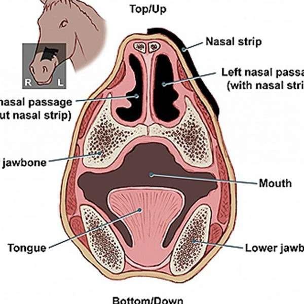 FLAIR Nose Strips for better breathing - Single Packs