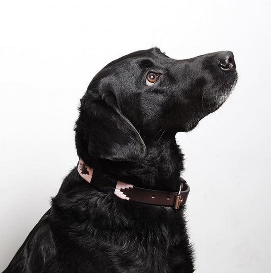 Hermoso Dog Collar by Pampeano - Pink & Navy